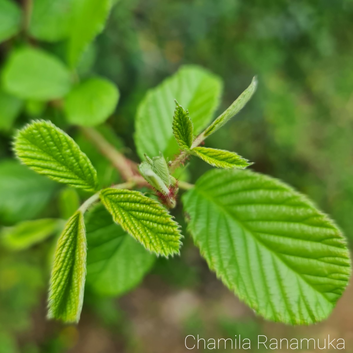 Rubus ellipticus Sm.